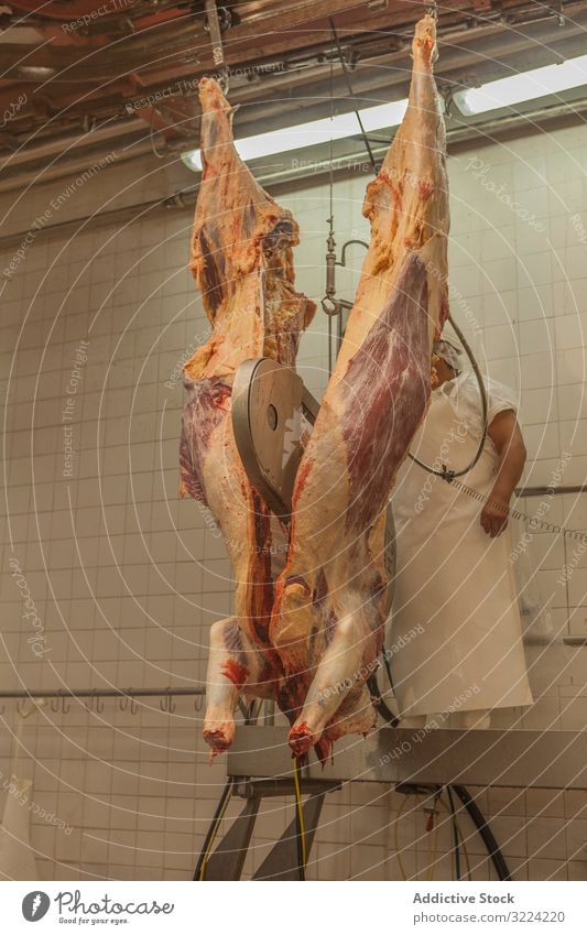 Chopped carcass of cow hanging down at slaughterhouse saw cut industrial fresh chopped meat mature beef agriculture food abattoir butchery dead organic raw