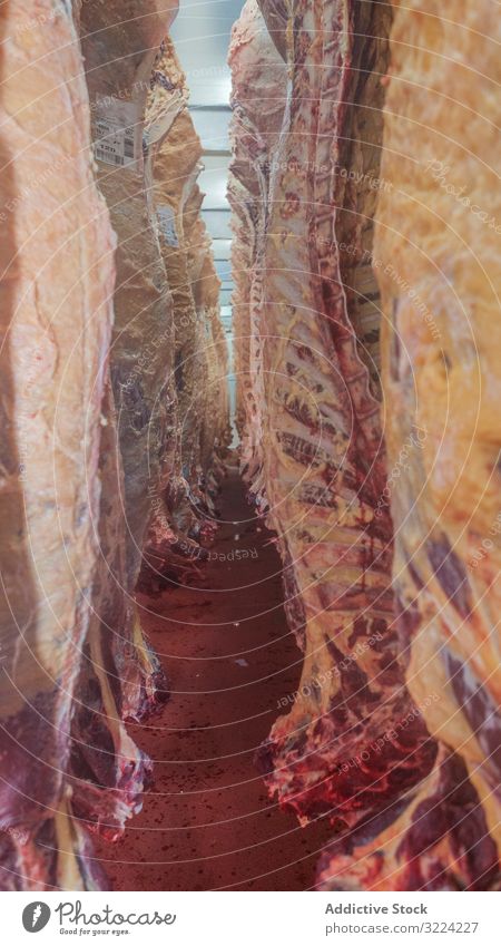 Suspended carcasses on slaughterhouse suspend meat fresh production food butchery raw industry hanging business occupation processing halves livestock