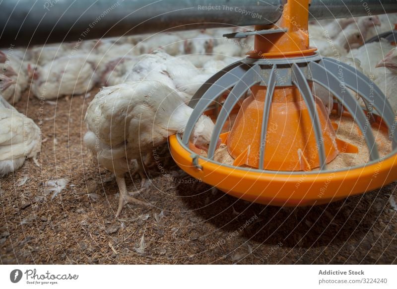 Hungry hens feeding from bird feeder on farm chicken eat hungry livestock white seed industry feed box poultry food organic animal group fowl rural feather real