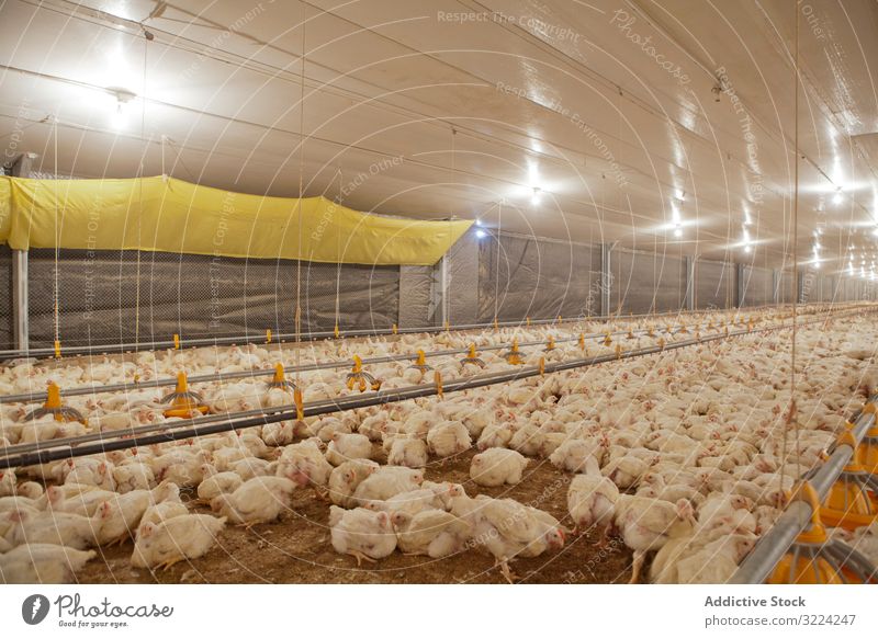 Poultry at chicken farm poultry hen feeding walk spacious house lighted industry bird agriculture farming food livestock nature meat animal nutrition rural