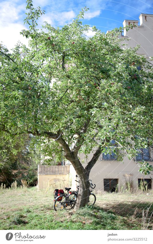 bike ride, break scene, in the shade of a tree, wonderful. Tree Nature Sun Light Green Bicycle Cycling tour House (Residential Structure) Summer leaf canopy