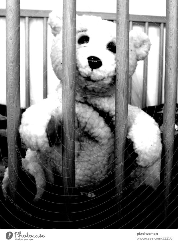teddy bear Teddy bear Cuddly toy Animal Photographic technology Bear