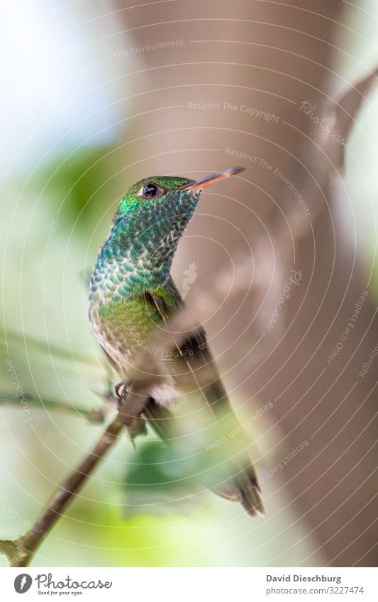 hummingbird Brazil Bird Exotic feathers Glittering variegated Beak Small Diminutive South America red list Animal Wild animal Forest Virgin forest Green Blue