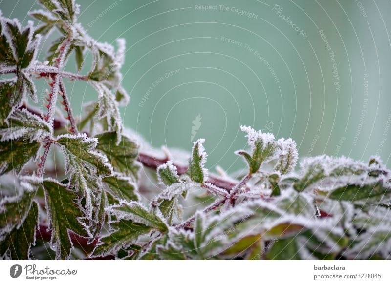 Blackberry leaves in an ice mantle Plant Winter Ice Frost Snow Bushes Leaf Agricultural crop Blackberry leaf Blackberry bush Garden Esthetic Cold Green White