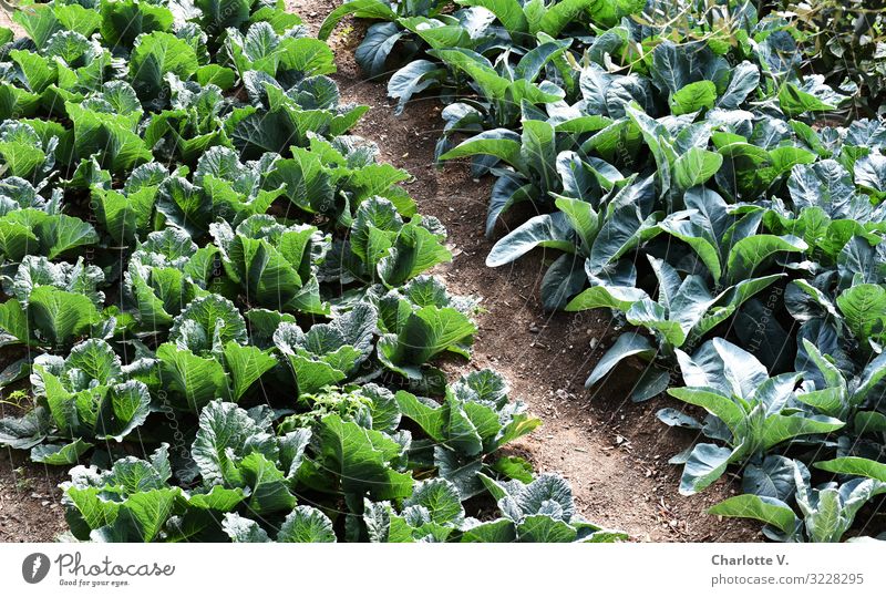 green stuff Food Vegetable Lettuce Salad Nutrition Organic produce Vegetarian diet Environment Nature Plant Summer Agricultural crop Field Illuminate Growth