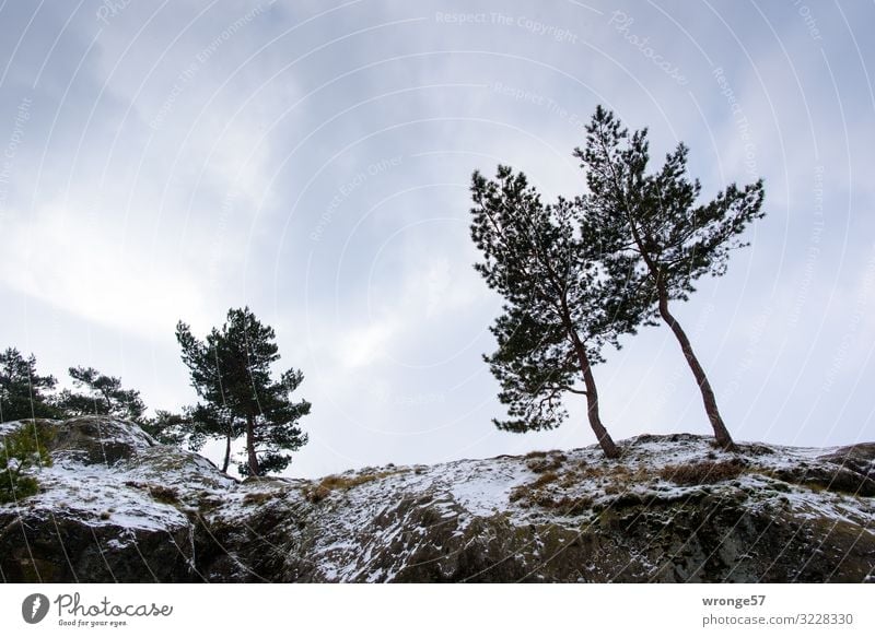 a little snow Winter Snow Mountain Nature Landscape Sky Clouds Tree Rock Teufelsmauer Cold Blue Brown Gray Green Harz Snowfall Wind cripple Pine