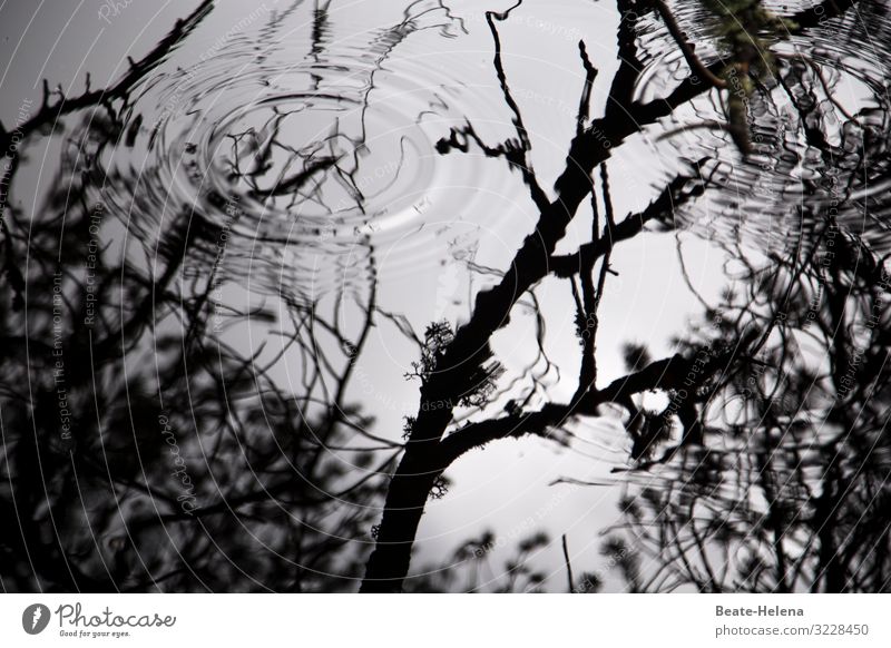 Light and shadow: Water circles in the shade of trees Shadow black-white reflection branches Exterior shot Reflection Environment Deserted Landscape Calm Autumn