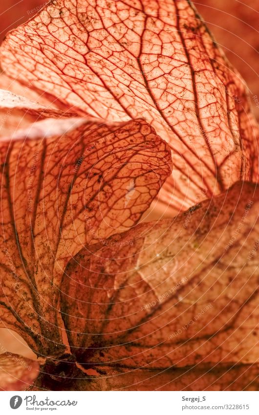 Dried Hydrangeas Royalty-Free Images, Stock Photos & Pictures