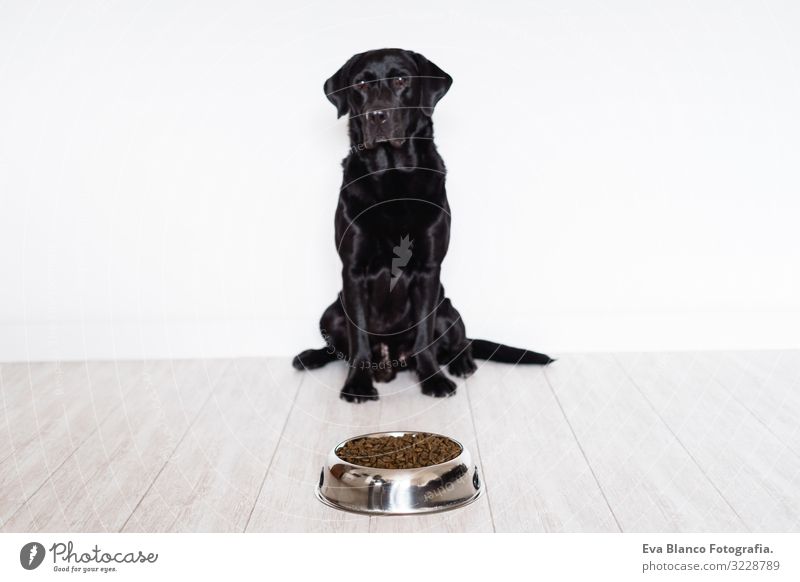 black labrador at home ready to eat his food in a bowl Food Home Appetite Interior shot Bowl To feed Eating Sit Dish Life Pet retriever Dinner forage Healthy