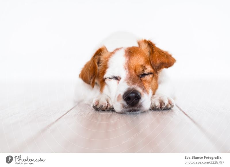 cute jack russell dog sleeping on the floor at home Cute Jack Russell terrier Dog Pet Home Portrait photograph House (Residential Structure) Looking intelligent