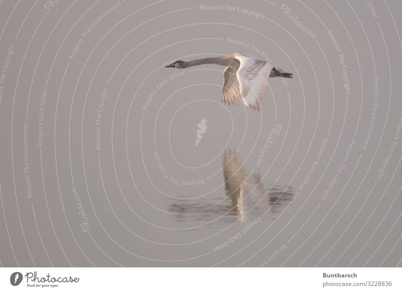 low-altitude flight Environment Nature Animal Water Winter Lake Wild animal Bird Swan Wing Feather 1 Flying Esthetic Wet Brown Gray White Moody Glide Hover