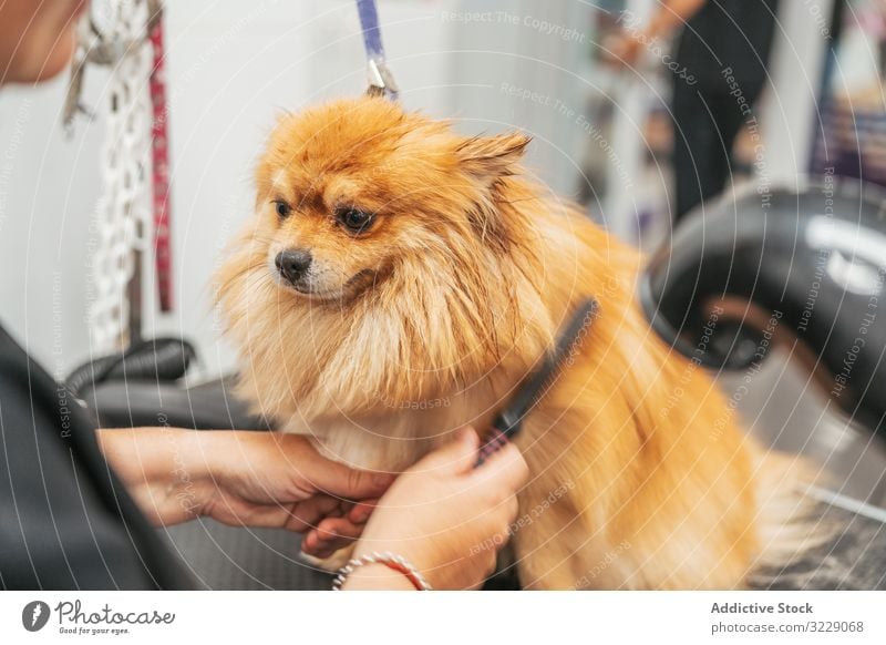 Crop woman combing dog hair groomer table salon pomeranian spitz animal pet care haircut obedient loyal fluffy canine purebred pedigree domestic professional