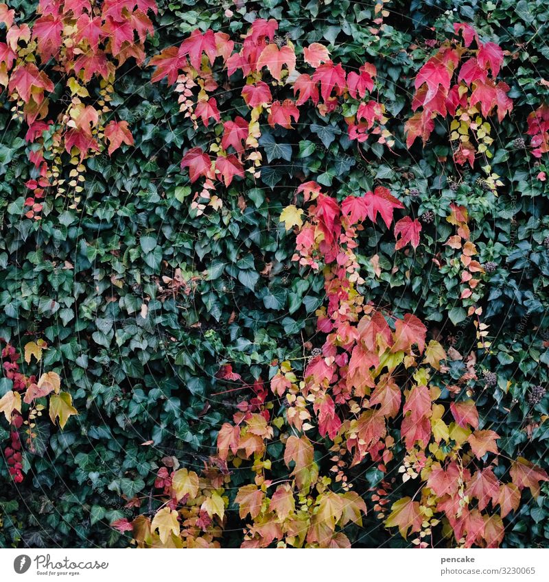 contrasts | red - green house wall Ivy Creeper Overgrown Red Autumn leaves autumn colours Tendril Growth Facade Wall (building) bushes Vine leaves