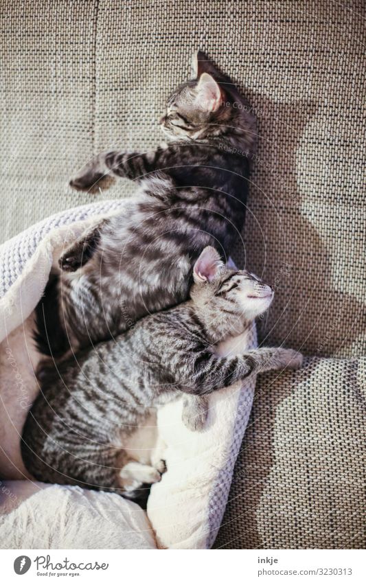 Together you're less alone Sofa Pet Cat 2 Animal Pair of animals Baby animal To enjoy Sleep Cuddly Small Cute Warmth Soft Brown Emotions Contentment