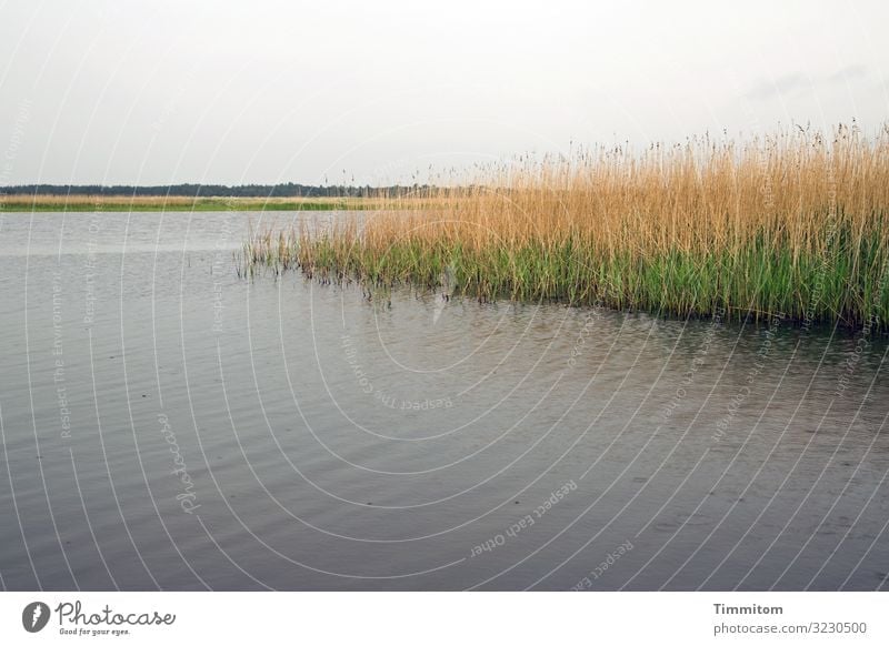 Silence by the fjord Fjord Water tranquillity silent reed stalks Green Yellow Shadow reflection Horizon Meadow trees Sky Gray Calm Idyll Landscape