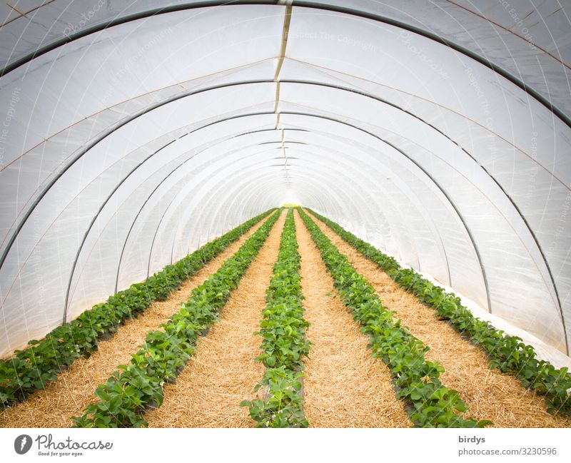 strawberry tunnel Fruit Strawberry Nutrition Workplace Agriculture Forestry Market garden Spring Summer Climate change Plant foil tunnel Greenhouse Growth