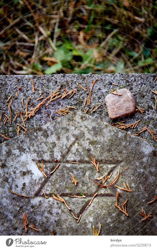 Jewish tombstone Autumn Plant Jewish cemetery Judaism Stone Sign Star of David Authentic Positive Gray Green Red Love Humanity Responsibility Belief Grief