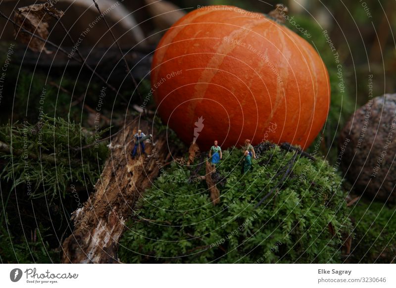 Miniature worlds in excitement . Impact of a pumpkin Human being Masculine Feminine Group Moss Pumpkin Observe Advice Multicoloured Horror Fear of death