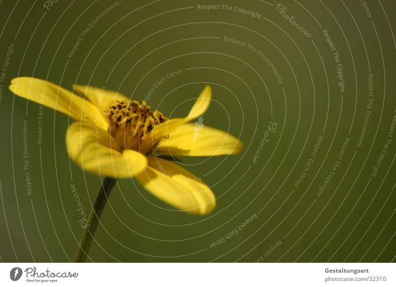 Gold Cosmos (Bidens Ferulifolia) Plant Flower Blossom Yellow Green Near Beautiful Macro (Extreme close-up)