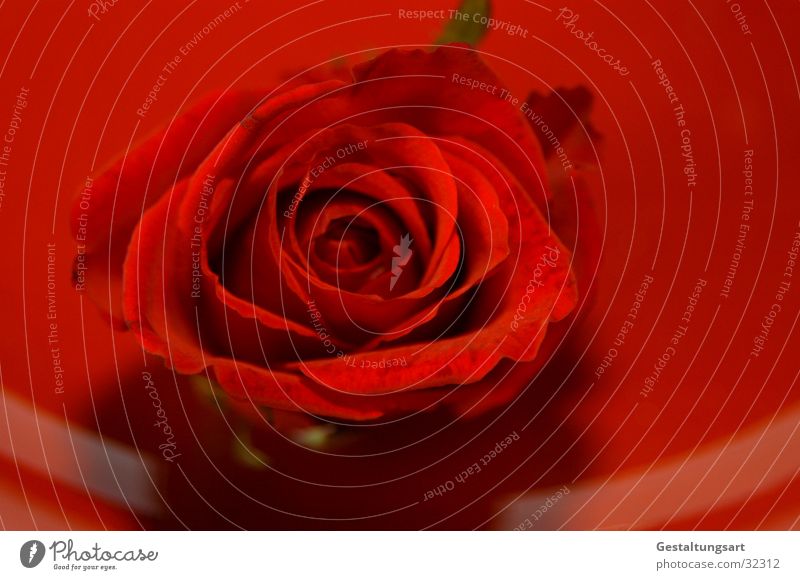 Red Rose Plate Flower Blossom Beautiful Plant Near Leaf Jewellery Macro (Extreme close-up) Noble Valentine's Day
