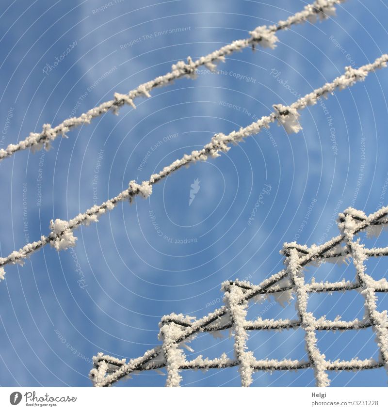Rime on barbed wire and wire mesh fence in front of a blue sky Environment Nature Sky Winter Beautiful weather Ice Frost Wire netting fence Barbed wire Metal