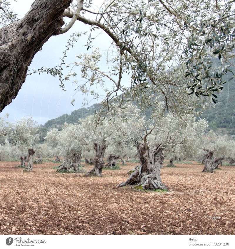 Olive grove with ancient gnarled olive trees in Mallorca Environment Nature Landscape Plant Earth Spring Tree Agricultural crop Olive tree Mountain Island