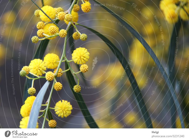 Close-up of a branch with yellow flowers and buds of mimosa Vacation & Travel Environment Nature Plant Spring Beautiful weather Leaf Blossom Mimosa branch Bud