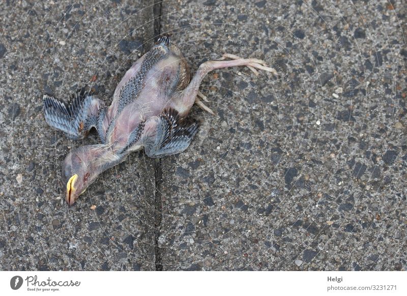 dead squab lies on the footpath Environment Nature Animal Summer Bird Baby animal Stone Lie Authentic Uniqueness Natural Blue Yellow Gray Emotions Sadness Death
