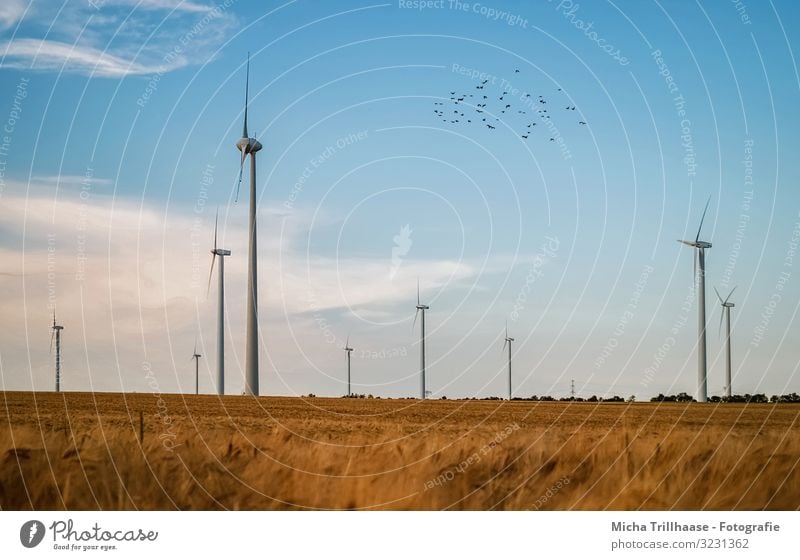 Windmills and cornfields Agriculture Forestry Energy industry Technology Advancement Future Renewable energy Wind energy plant Nature Landscape Sky Clouds