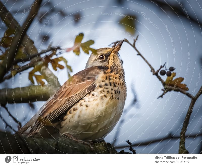 Thrush in tree Nature Animal Sky Sunlight Beautiful weather Plant Tree Twigs and branches Wild animal Bird Animal face Wing Claw Turdus Pilaris Throstle Head