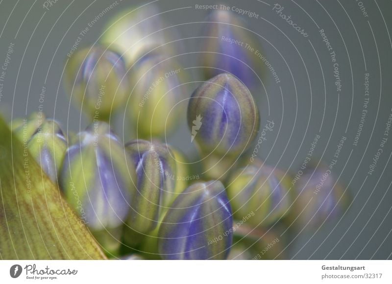 Jewelry lily 1 Lily Blue-green Near Flower Blossom Beautiful Plant Closed Summer decorative lily Agapanthus praecox Macro (Extreme close-up)