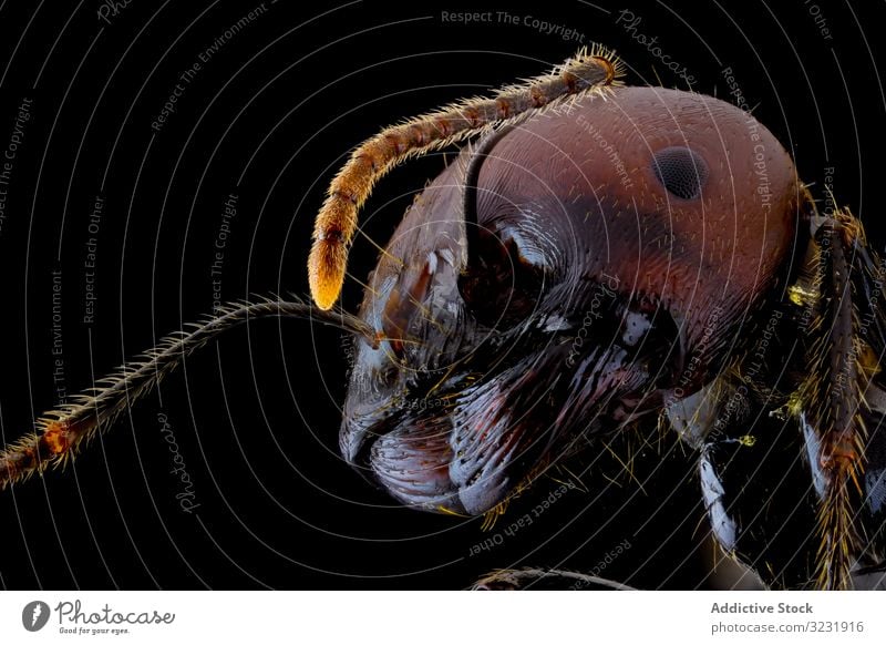 Dark brown ant with glossy belly and legs flying insect antenna wildlife macro bug nature animal color small black detail magnification hairy parasite focus