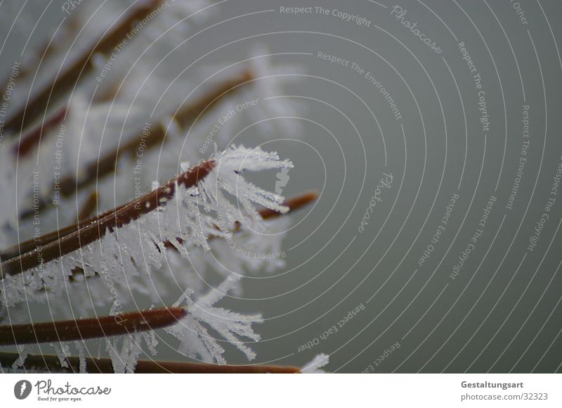 Frost Flower III Winter Coniferous trees Frostwork White Snow Ice Crystal structure Branch Fir needle