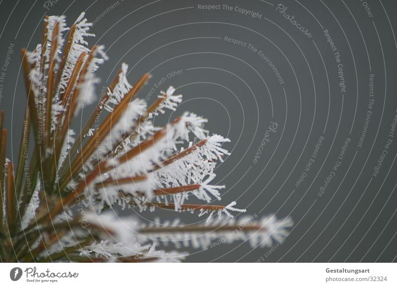 Frost Flower II Winter Coniferous trees Frostwork White Snow Ice Crystal structure Branch Fir needle