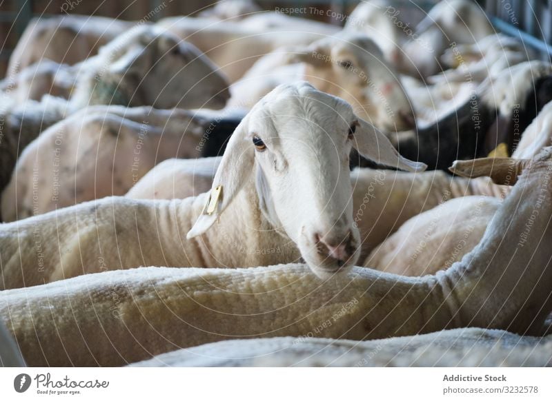 Flock of sheared sheep in stall flock farm corral hairless agriculture rural livestock lamb ewe ram mammal herd animal countryside barn shed nobody many group