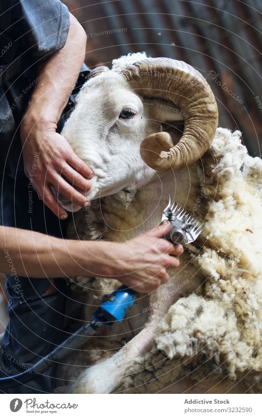 Crop man shearing sheep in barn farm wool worker countryside animal tool remove domestic job ground shed agriculture professional fleece shepherd rural lamb