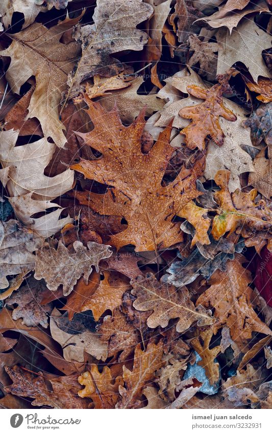 dry and brown leaves in autunm season Leaf Brown Dry Ground Nature Natural Seasons Abstract Consistency Exterior shot Background picture Beauty Photography