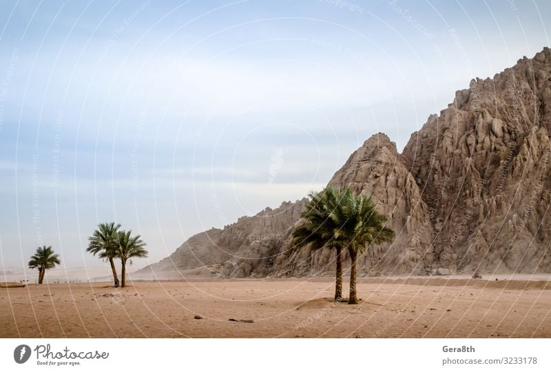 green palm trees on the background of the desert of Egypt Exotic Vacation & Travel Summer Mountain Nature Landscape Plant Sand Sky Clouds Drought Virgin forest