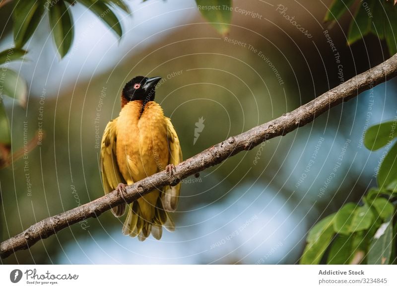 Bright bird sitting on twig branch forest bright black headed weaver gambia fauna nature species environment animal feather wildlife pioceus melanocephalus