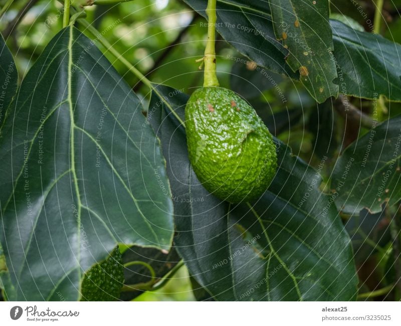 Avocado in the branch Vegetable Fruit Nutrition Vegetarian diet Diet Garden Plant Tree Leaf Growth Fresh Natural Green agriculture avocado branches Farm food