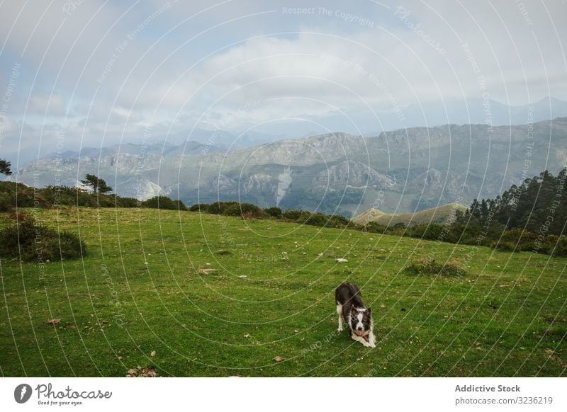 Border Collie dog sitting and looking at camera on green hill against foggy mountains valley sky tourism playful travel border collie meadow pet horizon