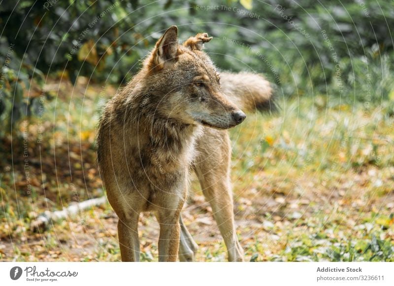 Wild Wolf Looking Away In Nature A Royalty Free Stock Photo From Photocase