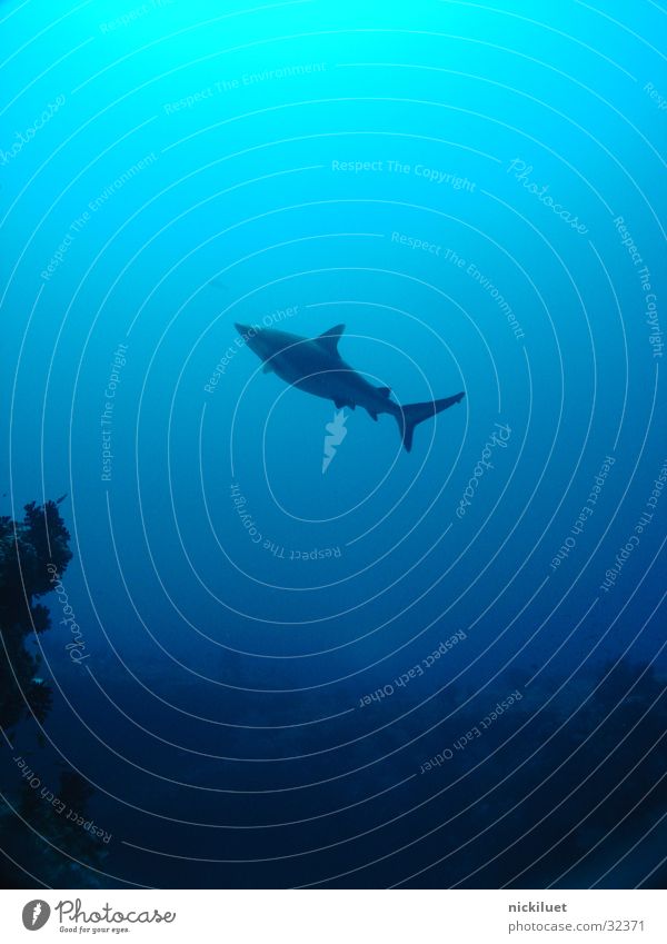 shark Shark Maldives Ocean Fish Underwater photo Blue