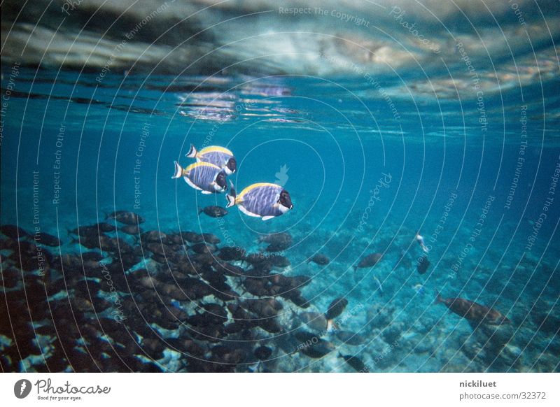 Dori Underwater photo Finding Nemo Maldives Transport Fish Water
