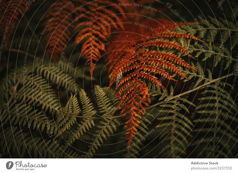Green and brown fern fronds in autumn garden bush leaf forest green orange fresh floral nature foliage shrub perennial wilted herbaceous dry environment huge