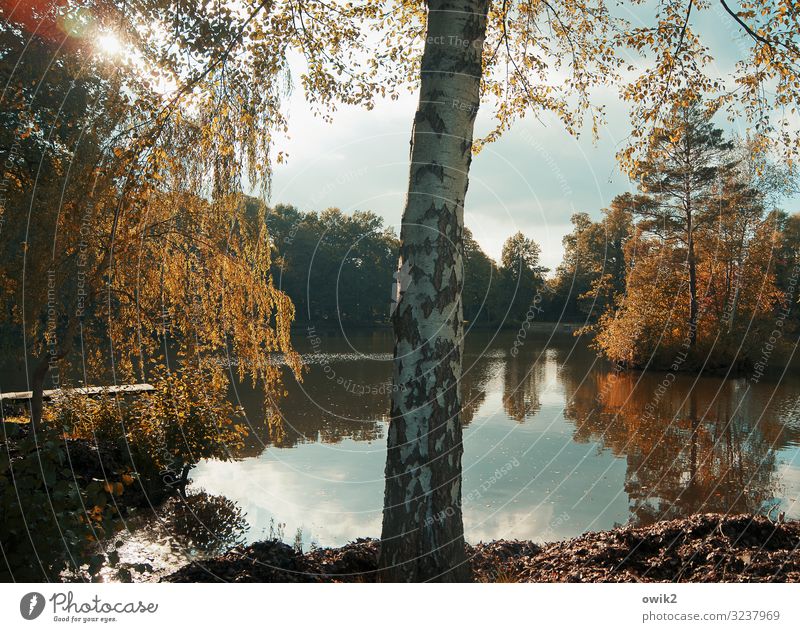 insularity Environment Nature Landscape Plant Air Water Sky Clouds Sun Autumn Beautiful weather Tree Bushes Tree trunk Birch tree Birch bark Park Lakeside