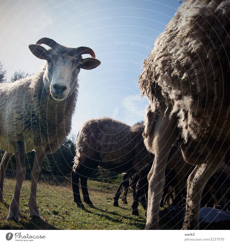 sheep fault Environment Nature Landscape Sky Clouds Autumn Beautiful weather Grass Meadow Pasture Sheep Herd Observe Looking Together Curiosity Contact