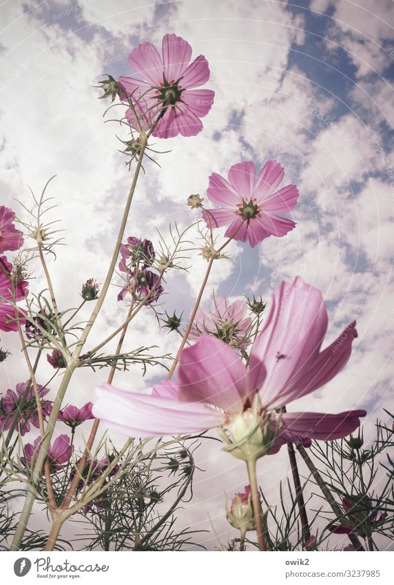 Relaxed Environment Nature Plant Air Sky Clouds Summer Beautiful weather Flower Blossom Wild plant Cosmos Garden Meadow Movement Blossoming To swing Growth