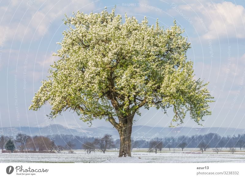 Climate change scene of spring summer tree in winter landscape Healthy Calm Environment Nature Landscape Spring Summer Winter Weather Beautiful weather