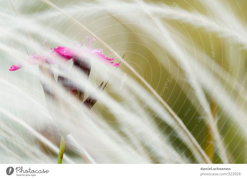 floral picture Nature Plant Flower Grass Blossom Bright Pink Red Macro (Extreme close-up) Copy Space right Shallow depth of field